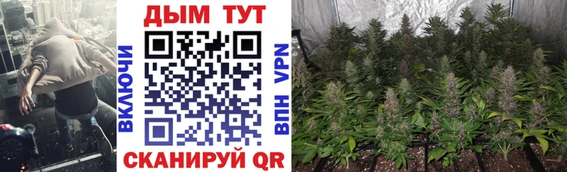 Конопля SATIVA & INDICA  Купить где  Ужур 
